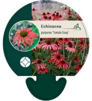 Echinacea