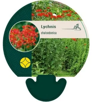 Brennende Kjærlighet