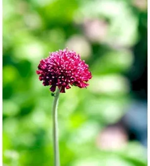 Scabiosa