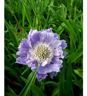 Scabiosa
