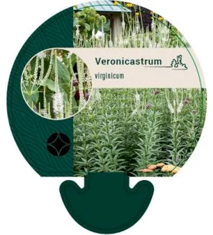 Virginsk veronikastrum